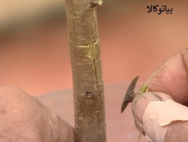 پیوند درخت بادام 